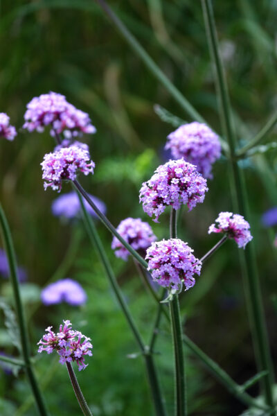 CollectifEscargo_Quais_Masson_2022_Chantier_02