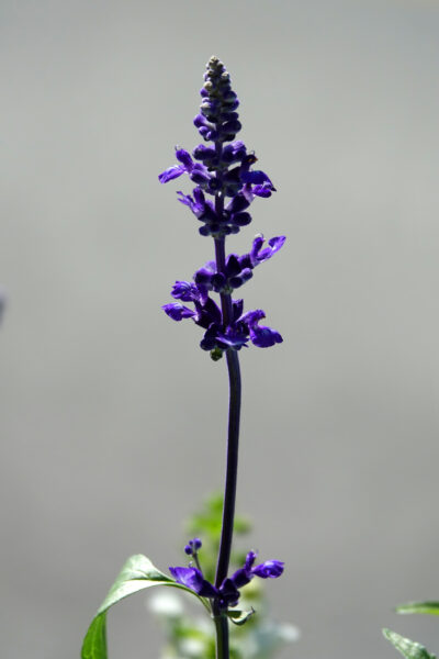 CollectifEscargo_Quais_Masson_2022_Chantier_03